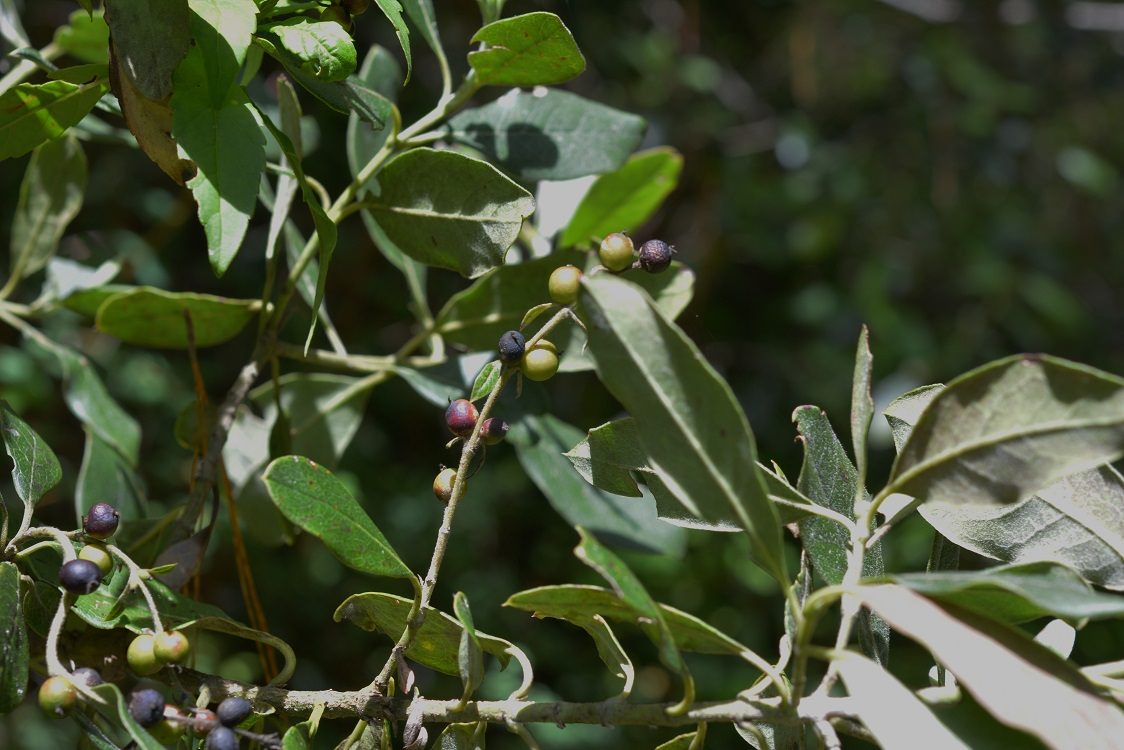 Garrya laurifolia